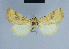  ( - BC ZSM Lep 80856)  @12 [ ] CreativeCommons - Attribution Non-Commercial Share-Alike (2014) Axel Hausmann/Bavarian State Collection of Zoology (ZSM) SNSB, Zoologische Staatssammlung Muenchen