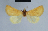  ( - BC ZSM Lep 80857)  @11 [ ] CreativeCommons - Attribution Non-Commercial Share-Alike (2014) Axel Hausmann/Bavarian State Collection of Zoology (ZSM) SNSB, Zoologische Staatssammlung Muenchen