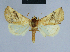 (Eublemma maxima - BC ZSM Lep 80858)  @14 [ ] CreativeCommons - Attribution Non-Commercial Share-Alike (2014) Axel Hausmann/Bavarian State Collection of Zoology (ZSM) SNSB, Zoologische Staatssammlung Muenchen