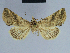  (Eublemma robertsi - BC ZSM Lep 80859)  @14 [ ] CreativeCommons - Attribution Non-Commercial Share-Alike (2014) Axel Hausmann/Bavarian State Collection of Zoology (ZSM) SNSB, Zoologische Staatssammlung Muenchen