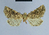  ( - BC ZSM Lep 80860)  @13 [ ] CreativeCommons - Attribution Non-Commercial Share-Alike (2014) Axel Hausmann/Bavarian State Collection of Zoology (ZSM) SNSB, Zoologische Staatssammlung Muenchen
