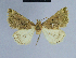  (Eublemma aarviki - BC ZSM Lep 80861)  @11 [ ] CreativeCommons - Attribution Non-Commercial Share-Alike (2014) Axel Hausmann/Bavarian State Collection of Zoology (ZSM) SNSB, Zoologische Staatssammlung Muenchen