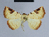  (Eublemma collacteana - BC ZSM Lep 80867)  @13 [ ] CreativeCommons - Attribution Non-Commercial Share-Alike (2014) Axel Hausmann/Bavarian State Collection of Zoology (ZSM) SNSB, Zoologische Staatssammlung Muenchen