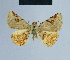  (Eublemma ochrofusca - BC ZSM Lep 80871)  @13 [ ] CreativeCommons - Attribution Non-Commercial Share-Alike (2014) Axel Hausmann/Bavarian State Collection of Zoology (ZSM) SNSB, Zoologische Staatssammlung Muenchen