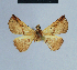  ( - BC ZSM Lep 80872)  @13 [ ] CreativeCommons - Attribution Non-Commercial Share-Alike (2014) Axel Hausmann/Bavarian State Collection of Zoology (ZSM) SNSB, Zoologische Staatssammlung Muenchen