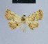  ( - BC ZSM Lep 80873)  @13 [ ] CreativeCommons - Attribution Non-Commercial Share-Alike (2014) Axel Hausmann/Bavarian State Collection of Zoology (ZSM) SNSB, Zoologische Staatssammlung Muenchen