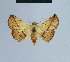  (Eublemma virgata - BC ZSM Lep 80874)  @14 [ ] CreativeCommons - Attribution Non-Commercial Share-Alike (2014) Axel Hausmann/Bavarian State Collection of Zoology (ZSM) SNSB, Zoologische Staatssammlung Muenchen