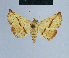  ( - BC ZSM Lep 80875)  @13 [ ] CreativeCommons - Attribution Non-Commercial Share-Alike (2014) Axel Hausmann/Bavarian State Collection of Zoology (ZSM) SNSB, Zoologische Staatssammlung Muenchen