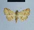  (Eublemma abrupta - BC ZSM Lep 80878)  @13 [ ] CreativeCommons - Attribution Non-Commercial Share-Alike (2014) Axel Hausmann/Bavarian State Collection of Zoology (ZSM) SNSB, Zoologische Staatssammlung Muenchen