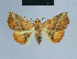  ( - BC ZSM Lep 80881)  @14 [ ] CreativeCommons - Attribution Non-Commercial Share-Alike (2014) Axel Hausmann/Bavarian State Collection of Zoology (ZSM) SNSB, Zoologische Staatssammlung Muenchen