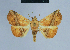  ( - BC ZSM Lep 80882)  @11 [ ] CreativeCommons - Attribution Non-Commercial Share-Alike (2014) Axel Hausmann/Bavarian State Collection of Zoology (ZSM) SNSB, Zoologische Staatssammlung Muenchen