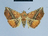  ( - BC ZSM Lep 80883)  @11 [ ] CreativeCommons - Attribution Non-Commercial Share-Alike (2014) Axel Hausmann/Bavarian State Collection of Zoology (ZSM) SNSB, Zoologische Staatssammlung Muenchen
