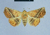  (Eublemma crassiuscula - BC ZSM Lep 80884)  @14 [ ] CreativeCommons - Attribution Non-Commercial Share-Alike (2014) Axel Hausmann/Bavarian State Collection of Zoology (ZSM) SNSB, Zoologische Staatssammlung Muenchen