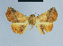  ( - BC ZSM Lep 80885)  @11 [ ] CreativeCommons - Attribution Non-Commercial Share-Alike (2014) Axel Hausmann/Bavarian State Collection of Zoology (ZSM) SNSB, Zoologische Staatssammlung Muenchen