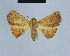  ( - BC ZSM Lep 80886)  @11 [ ] CreativeCommons - Attribution Non-Commercial Share-Alike (2014) Axel Hausmann/Bavarian State Collection of Zoology (ZSM) SNSB, Zoologische Staatssammlung Muenchen