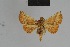  ( - BC ZSM Lep 80887)  @11 [ ] CreativeCommons - Attribution Non-Commercial Share-Alike (2014) Axel Hausmann/Bavarian State Collection of Zoology (ZSM) SNSB, Zoologische Staatssammlung Muenchen