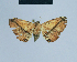  ( - BC ZSM Lep 80888)  @11 [ ] CreativeCommons - Attribution Non-Commercial Share-Alike (2014) Axel Hausmann/Bavarian State Collection of Zoology (ZSM) SNSB, Zoologische Staatssammlung Muenchen