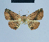  ( - BC ZSM Lep 80889)  @11 [ ] CreativeCommons - Attribution Non-Commercial Share-Alike (2014) Axel Hausmann/Bavarian State Collection of Zoology (ZSM) SNSB, Zoologische Staatssammlung Muenchen