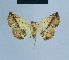  ( - BC ZSM Lep 80890)  @11 [ ] CreativeCommons - Attribution Non-Commercial Share-Alike (2014) Axel Hausmann/Bavarian State Collection of Zoology (ZSM) SNSB, Zoologische Staatssammlung Muenchen