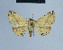  (Eublemma subrupta - BC ZSM Lep 80891)  @15 [ ] CreativeCommons - Attribution Non-Commercial Share-Alike (2014) Axel Hausmann/Bavarian State Collection of Zoology (ZSM) SNSB, Zoologische Staatssammlung Muenchen