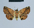  ( - BC ZSM Lep 80892)  @13 [ ] CreativeCommons - Attribution Non-Commercial Share-Alike (2014) Axel Hausmann/Bavarian State Collection of Zoology (ZSM) SNSB, Zoologische Staatssammlung Muenchen