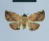  ( - BC ZSM Lep 80893)  @11 [ ] CreativeCommons - Attribution Non-Commercial Share-Alike (2014) Axel Hausmann/Bavarian State Collection of Zoology (ZSM) SNSB, Zoologische Staatssammlung Muenchen