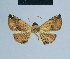  ( - BC ZSM Lep 80894)  @11 [ ] CreativeCommons - Attribution Non-Commercial Share-Alike (2014) Axel Hausmann/Bavarian State Collection of Zoology (ZSM) SNSB, Zoologische Staatssammlung Muenchen