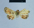  ( - BC ZSM Lep 80895)  @11 [ ] CreativeCommons - Attribution Non-Commercial Share-Alike (2014) Axel Hausmann/Bavarian State Collection of Zoology (ZSM) SNSB, Zoologische Staatssammlung Muenchen