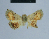 ( - BC ZSM Lep 80896)  @11 [ ] CreativeCommons - Attribution Non-Commercial Share-Alike (2014) Axel Hausmann/Bavarian State Collection of Zoology (ZSM) SNSB, Zoologische Staatssammlung Muenchen