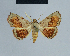 (Eublemma semirufa - BC ZSM Lep 80897)  @11 [ ] CreativeCommons - Attribution Non-Commercial Share-Alike (2014) Axel Hausmann/Bavarian State Collection of Zoology (ZSM) SNSB, Zoologische Staatssammlung Muenchen