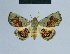 ( - BC ZSM Lep 80898)  @11 [ ] CreativeCommons - Attribution Non-Commercial Share-Alike (2014) Axel Hausmann/Bavarian State Collection of Zoology (ZSM) SNSB, Zoologische Staatssammlung Muenchen