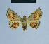  ( - BC ZSM Lep 80899)  @11 [ ] CreativeCommons - Attribution Non-Commercial Share-Alike (2014) Axel Hausmann/Bavarian State Collection of Zoology (ZSM) SNSB, Zoologische Staatssammlung Muenchen