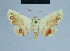  (Eublemma amabilis - BC ZSM Lep 80902)  @13 [ ] CreativeCommons - Attribution Non-Commercial Share-Alike (2014) Axel Hausmann/Bavarian State Collection of Zoology (ZSM) SNSB, Zoologische Staatssammlung Muenchen