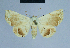  ( - BC ZSM Lep 80903)  @13 [ ] CreativeCommons - Attribution Non-Commercial Share-Alike (2014) Axel Hausmann/Bavarian State Collection of Zoology (ZSM) SNSB, Zoologische Staatssammlung Muenchen