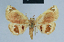  (Eublemma roseinivea - BC ZSM Lep 80904)  @11 [ ] CreativeCommons - Attribution Non-Commercial Share-Alike (2014) Axel Hausmann/Bavarian State Collection of Zoology (ZSM) SNSB, Zoologische Staatssammlung Muenchen