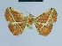  (Eublemma albivia - BC ZSM Lep 80905)  @13 [ ] CreativeCommons - Attribution Non-Commercial Share-Alike (2014) Axel Hausmann/Bavarian State Collection of Zoology (ZSM) SNSB, Zoologische Staatssammlung Muenchen