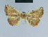  ( - BC ZSM Lep 80908)  @13 [ ] CreativeCommons - Attribution Non-Commercial Share-Alike (2014) Axel Hausmann/Bavarian State Collection of Zoology (ZSM) SNSB, Zoologische Staatssammlung Muenchen