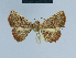  ( - BC ZSM Lep 80909)  @13 [ ] CreativeCommons - Attribution Non-Commercial Share-Alike (2014) Axel Hausmann/Bavarian State Collection of Zoology (ZSM) SNSB, Zoologische Staatssammlung Muenchen