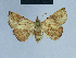  (Eublemma brachygonia - BC ZSM Lep 80918)  @13 [ ] CreativeCommons - Attribution Non-Commercial Share-Alike (2014) Axel Hausmann/Bavarian State Collection of Zoology (ZSM) SNSB, Zoologische Staatssammlung Muenchen