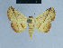  (Eublemma latistriga - BC ZSM Lep 80922)  @11 [ ] CreativeCommons - Attribution Non-Commercial Share-Alike (2014) Axel Hausmann/Bavarian State Collection of Zoology (ZSM) SNSB, Zoologische Staatssammlung Muenchen
