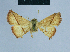  ( - BC ZSM Lep 80924)  @11 [ ] CreativeCommons - Attribution Non-Commercial Share-Alike (2014) Axel Hausmann/Bavarian State Collection of Zoology (ZSM) SNSB, Zoologische Staatssammlung Muenchen