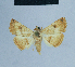  (Eublemma beraudi - BC ZSM Lep 80929)  @13 [ ] CreativeCommons - Attribution Non-Commercial Share-Alike (2014) Axel Hausmann/Bavarian State Collection of Zoology (ZSM) SNSB, Zoologische Staatssammlung Muenchen