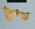  ( - BC ZSM Lep 80930)  @11 [ ] CreativeCommons - Attribution Non-Commercial Share-Alike (2014) Axel Hausmann/Bavarian State Collection of Zoology (ZSM) SNSB, Zoologische Staatssammlung Muenchen