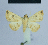  ( - BC ZSM Lep 80931)  @11 [ ] CreativeCommons - Attribution Non-Commercial Share-Alike (2014) Axel Hausmann/Bavarian State Collection of Zoology (ZSM) SNSB, Zoologische Staatssammlung Muenchen