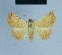  ( - BC ZSM Lep 80934)  @13 [ ] CreativeCommons - Attribution Non-Commercial Share-Alike (2014) Axel Hausmann/Bavarian State Collection of Zoology (ZSM) SNSB, Zoologische Staatssammlung Muenchen