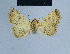  ( - BC ZSM Lep 80937)  @13 [ ] CreativeCommons - Attribution Non-Commercial Share-Alike (2014) Axel Hausmann/Bavarian State Collection of Zoology (ZSM) SNSB, Zoologische Staatssammlung Muenchen