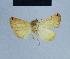  ( - BC ZSM Lep 80939)  @11 [ ] CreativeCommons - Attribution Non-Commercial Share-Alike (2014) Axel Hausmann/Bavarian State Collection of Zoology (ZSM) SNSB, Zoologische Staatssammlung Muenchen