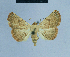  ( - BC ZSM Lep 80941)  @13 [ ] CreativeCommons - Attribution Non-Commercial Share-Alike (2014) Axel Hausmann/Bavarian State Collection of Zoology (ZSM) SNSB, Zoologische Staatssammlung Muenchen