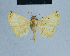  ( - BC ZSM Lep 80944)  @11 [ ] CreativeCommons - Attribution Non-Commercial Share-Alike (2014) Axel Hausmann/Bavarian State Collection of Zoology (ZSM) SNSB, Zoologische Staatssammlung Muenchen