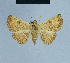  (Eublemma silicula - BC ZSM Lep 80945)  @13 [ ] CreativeCommons - Attribution Non-Commercial Share-Alike (2014) Axel Hausmann/Bavarian State Collection of Zoology (ZSM) SNSB, Zoologische Staatssammlung Muenchen